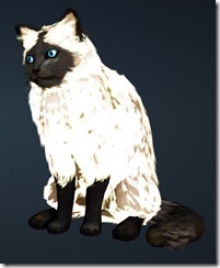 Black Mask Cat Front Black Mask Cat Front