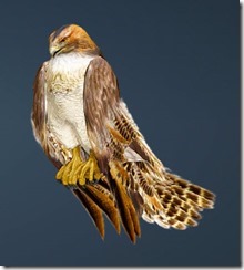 Brown Hawk Guide Front Brown Hawk Guide Front
