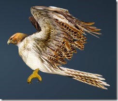 Brown Hawk Guide Side Brown Hawk Guide Side
