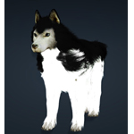 Snow Wolfdog