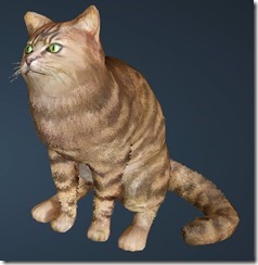 Striped Cat Front Striped Cat Front
