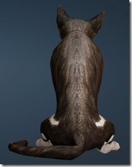 Tabby Cat Back Tabby Cat Back