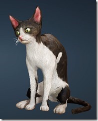 Tabby Cat Front Tabby Cat Front
