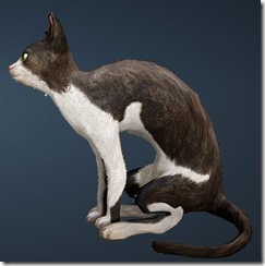 Tabby Cat Side Tabby Cat Side