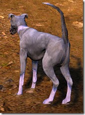 Tier 3 Kaia Racing Dog Back Tier 3 Kaia Racing Dog Back