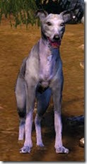 Tier 3 Kaia Racing Dog Front Tier 3 Kaia Racing Dog Front