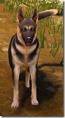Tier 3 Shepherd Dog 2 Front Tier 3 Shepherd Dog 2 Front