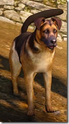 Tier 3 Shepherd Dog Front Tier 3 Shepherd Dog Front