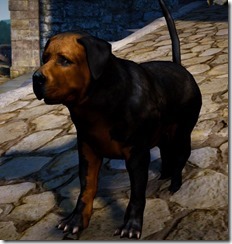 bdo-tier-3-dog-12 bdo-tier-3-dog-12