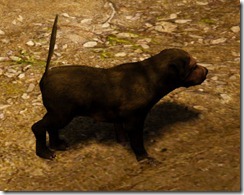 bdo-tier-3-dog-2 bdo-tier-3-dog-2