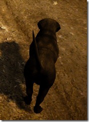 bdo-tier-3-dog-3 bdo-tier-3-dog-3