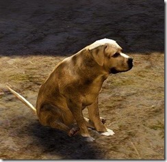 bdo-tier-3-dog-6 bdo-tier-3-dog-6