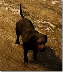 bdo-tier-3-dog bdo-tier-3-dog