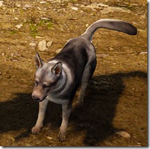 bdo-tier-4-dog bdo-tier-4-dog