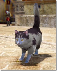 catT3 catT3