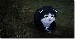 skunkcat2 skunkcat2
