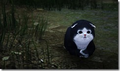 skunkcat3 skunkcat3