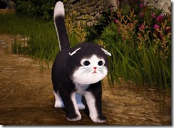 skunkcat skunkcat