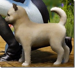 shaggypupp2 shaggypupp2