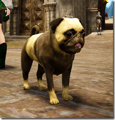 chubbydog chubbydog