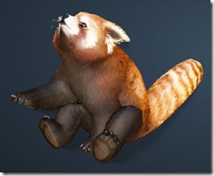bdo-red-panda-pet bdo-red-panda-pet