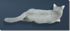 White Shorthair Cat Back White Shorthair Cat Back