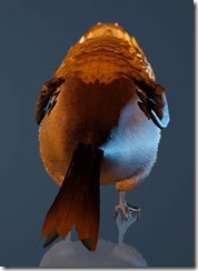 Long-tailed Rosefinch Back
